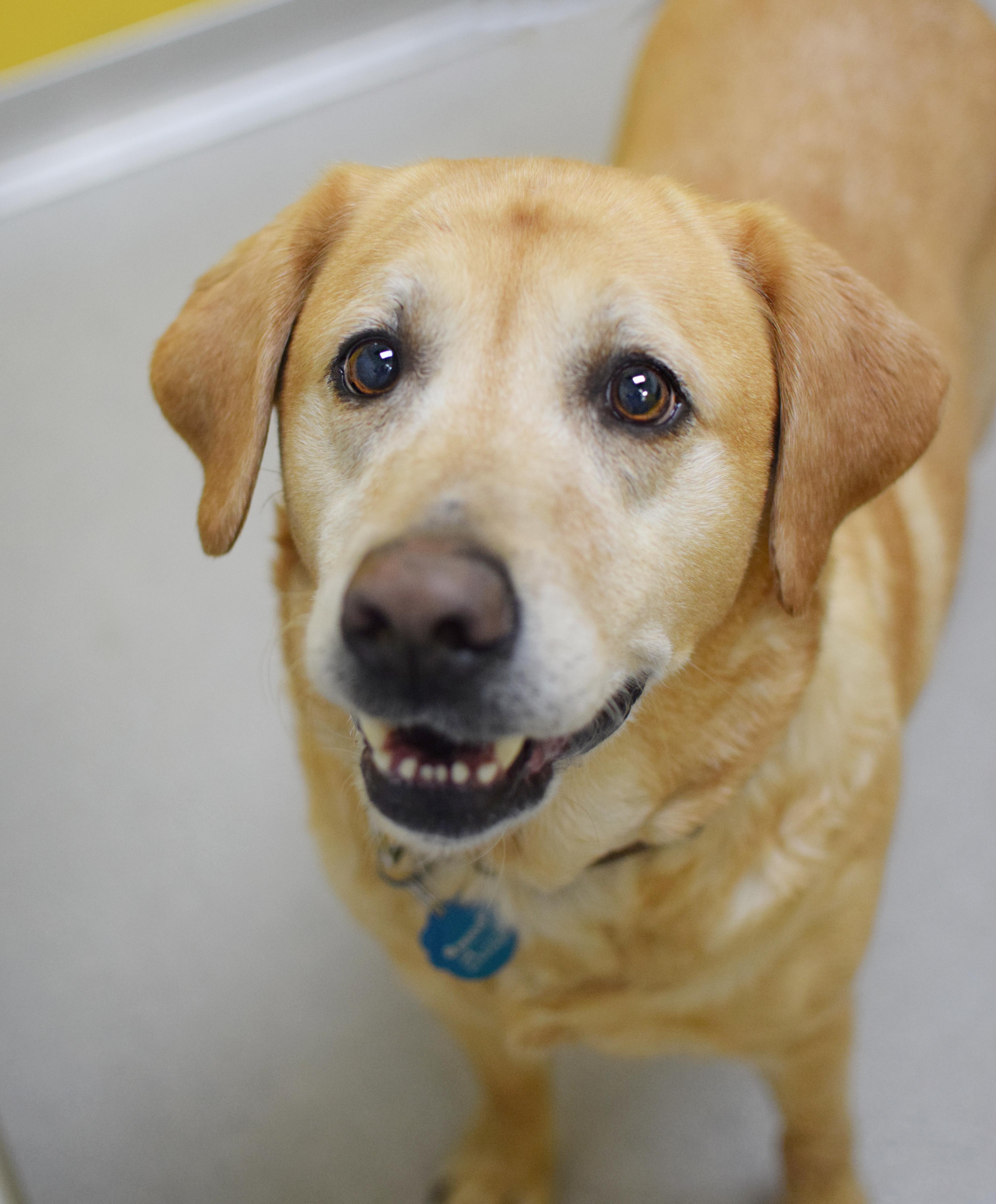 An adult medium-sized female Yellow / Tan / Blond / Fawn Labrador Retriever dog named Angel for adoption in Pontiac, MI