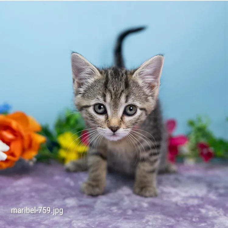 A baby small-sized female Brown / Chocolate Domestic Short Hair cat named Maribel for adoption in Durham, NC