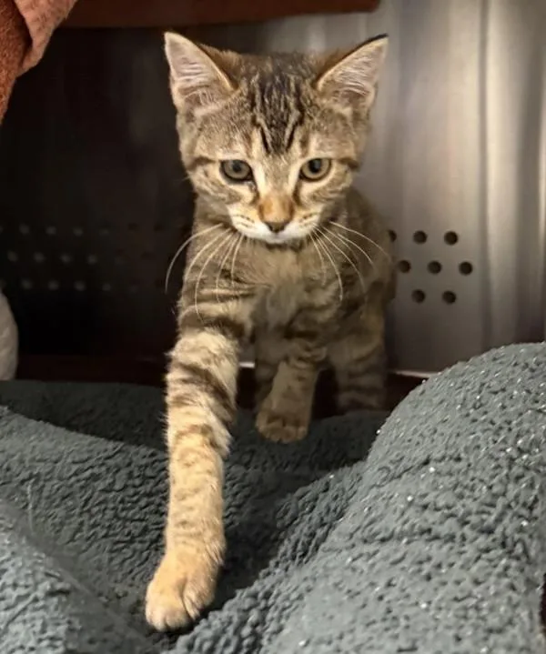 A baby small-sized female Domestic Medium Hair cat named Pretzel for adoption in Dublin, CA