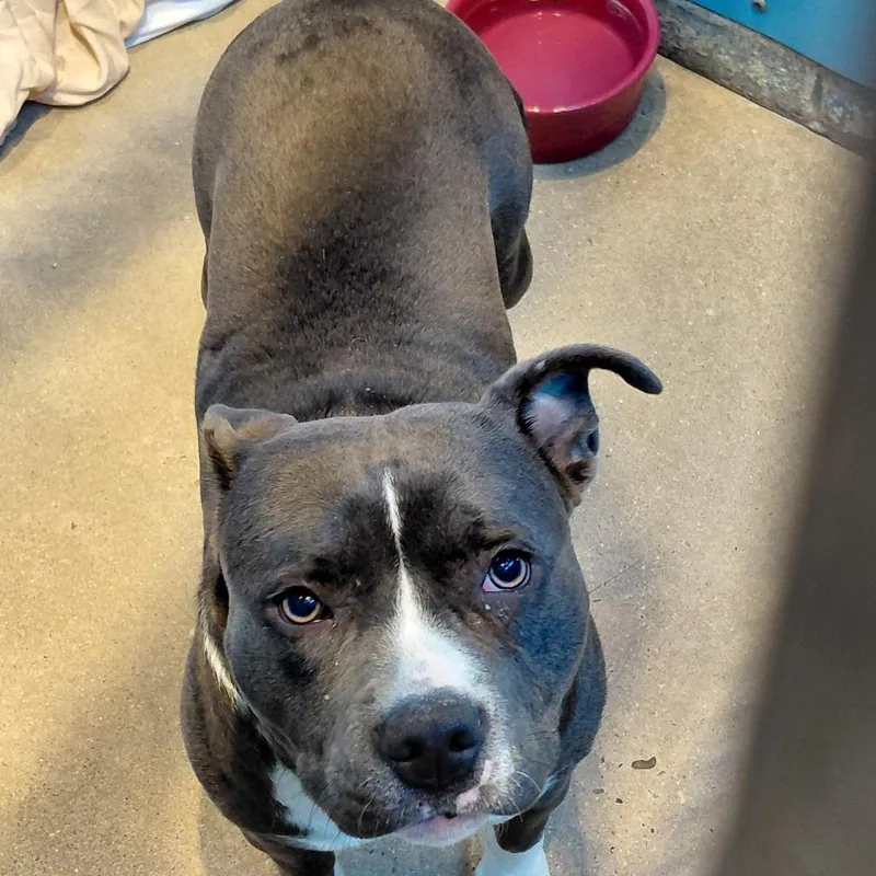 An adult large-sized female Gray / Blue / Silver Pit Bull Terrier dog named Rosalie for adoption in Philadelphia, PA