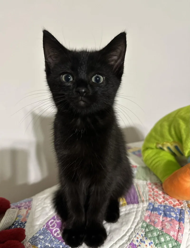 A baby medium-sized male Black Domestic Short Hair cat named Count Fleet for adoption in Georgetown, KY