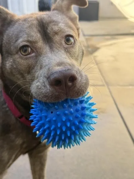 A young large-sized female Shepherd dog named Zandy for adoption in San Diego, CA