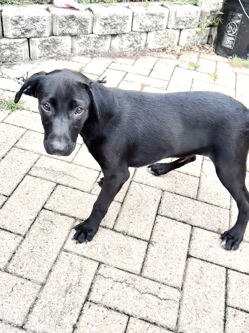 A baby medium-sized male Retriever dog named Mudnight for adoption in West Chicago, IL