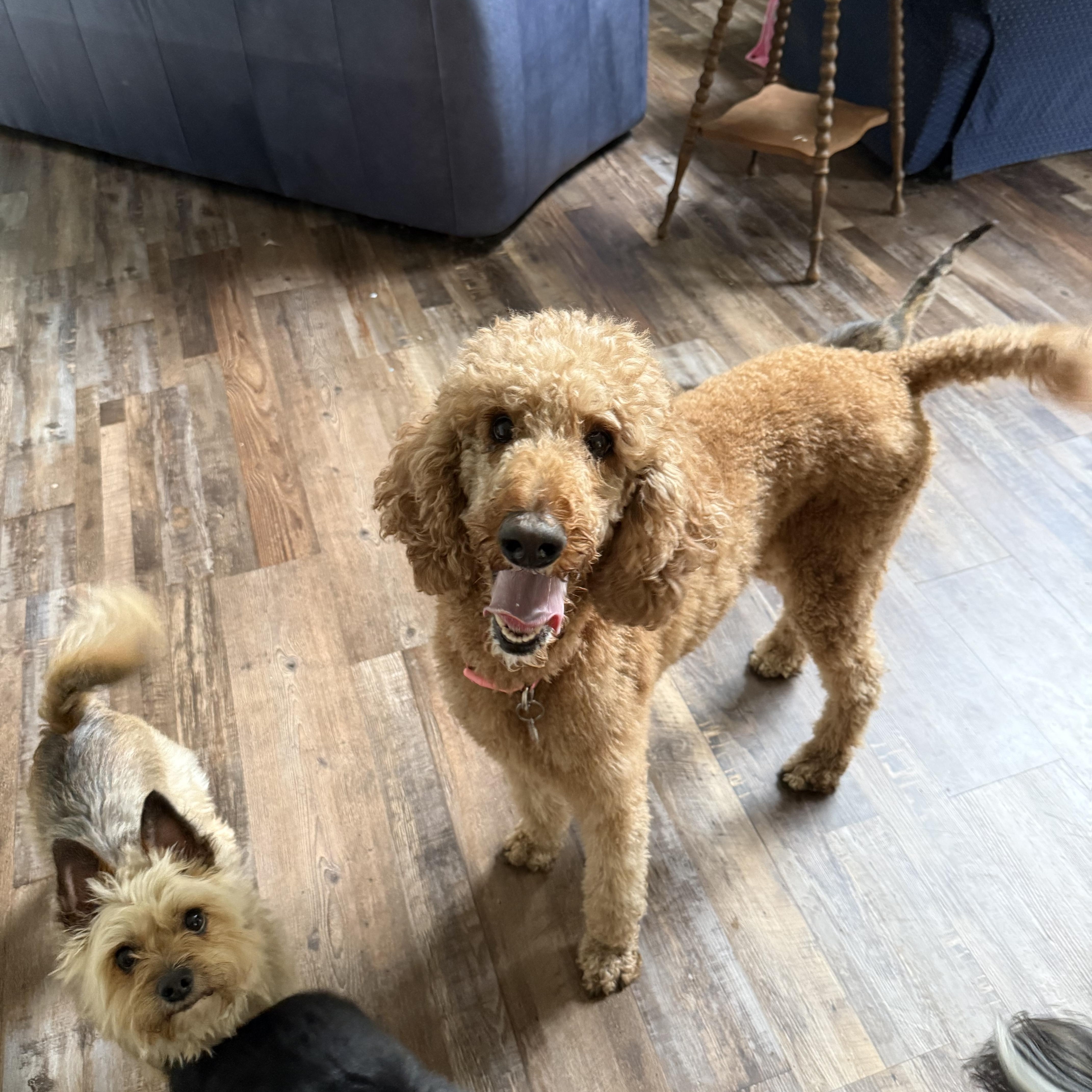 A young medium-sized female Red / Chestnut / Orange Standard Poodle dog named Sami for adoption in Pittsboro, NC
