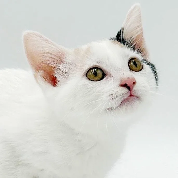 A baby small-sized female White Calico cat named Ophelia is omg gorgeous for adoption in Bedford Hills, NY
