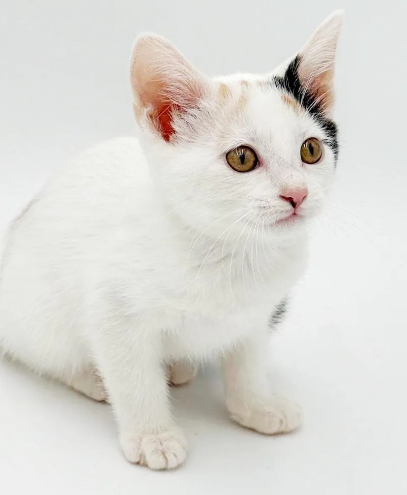 Ophelia is omg gorgeous thumbnail 2