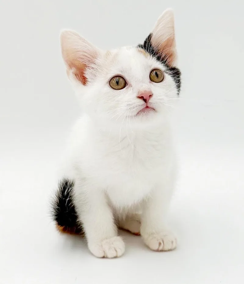 Ophelia is omg gorgeous thumbnail 3