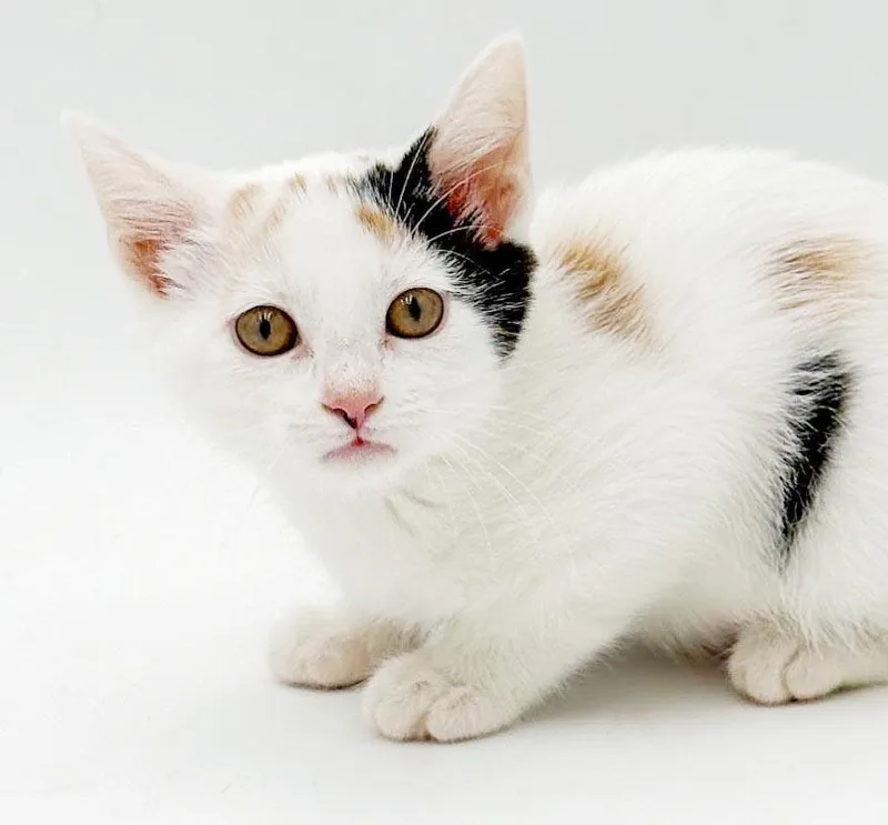 Ophelia is omg gorgeous thumbnail 4