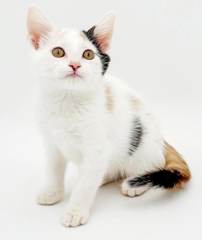 Ophelia is omg gorgeous thumbnail 6