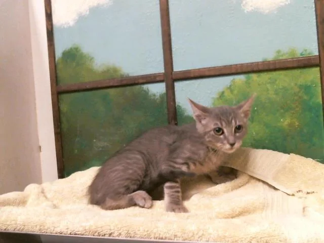 A baby small-sized female Domestic Short Hair cat named Roxannne for adoption in Houston, TX