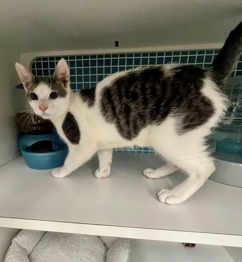 A baby medium-sized male Domestic Short Hair cat named Colton for adoption in El Cajon, CA