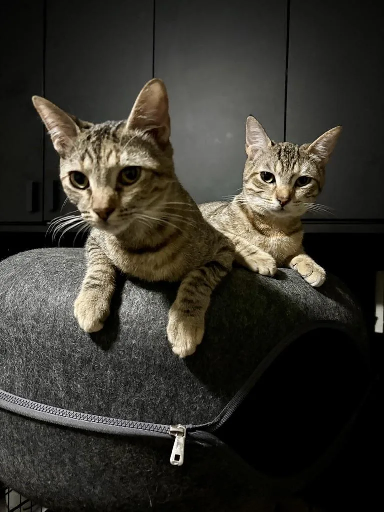 A young medium-sized female Orange & White Tabby cat named Mercury & Junior for adoption