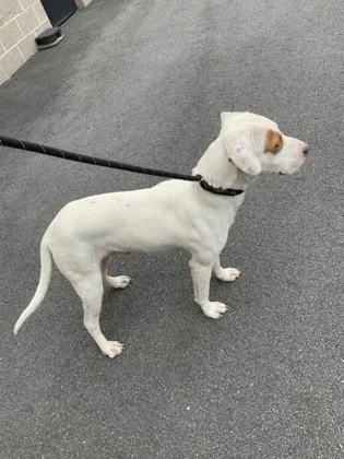 A young medium-sized male Pit Bull Terrier dog named Artemis for adoption in Atlanta, GA