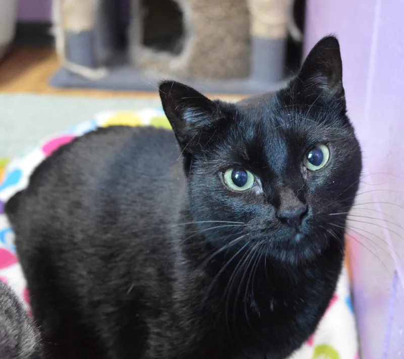 An adult medium-sized female Black Domestic Short Hair cat named Jamie for adoption in House Springs, MO