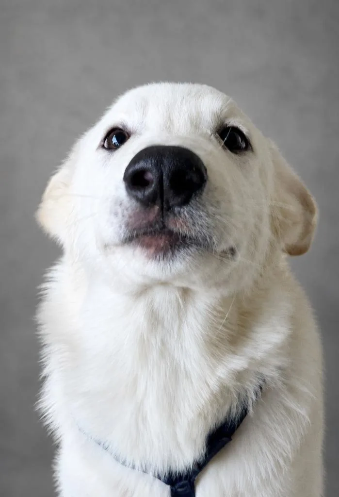 A baby extra large-sized male Great Pyrenees dog named Denali for adoption in Hardeeville, SC