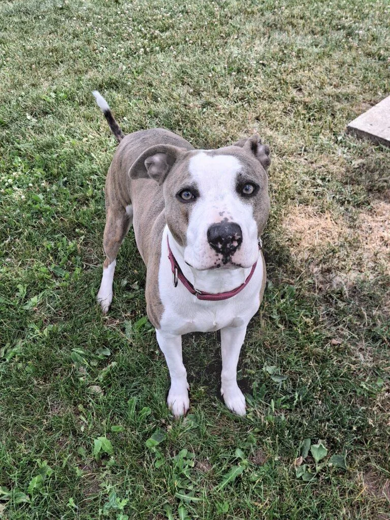 An adult medium-sized female Pit Bull Terrier dog named Moon for adoption in Ironwood, MI