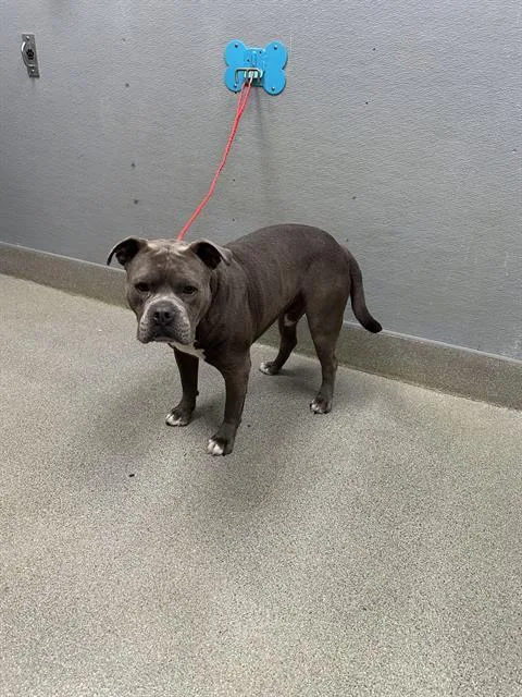An adult large-sized male Pit Bull Terrier dog named Lucky for adoption in Las Vegas, NV