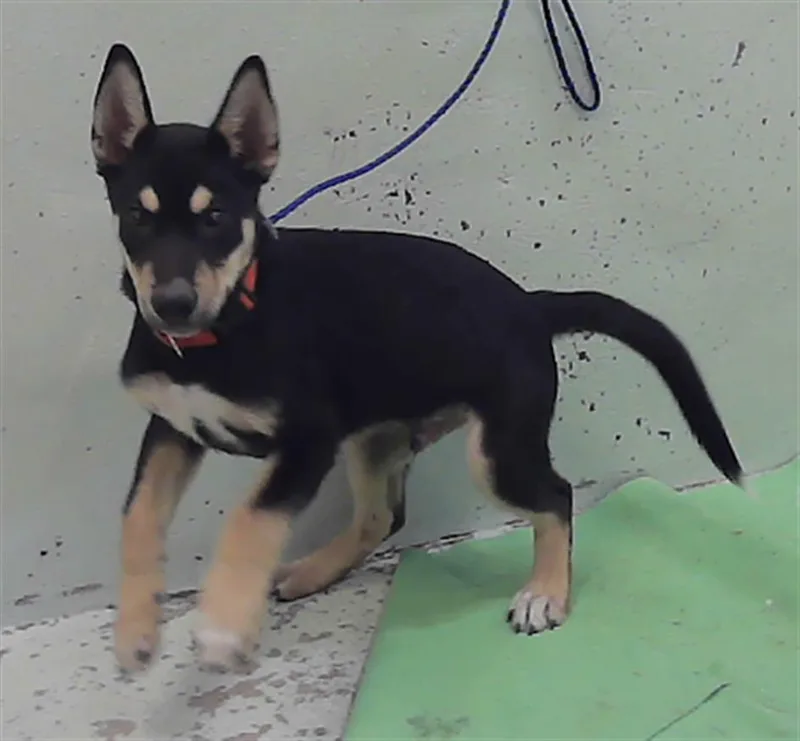 A baby small-sized male German Shepherd Dog dog named A for adoption in Houston, TX