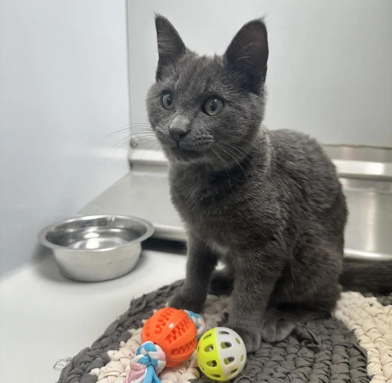 A young medium-sized male Domestic Short Hair cat named Bear for adoption in Elko, NV