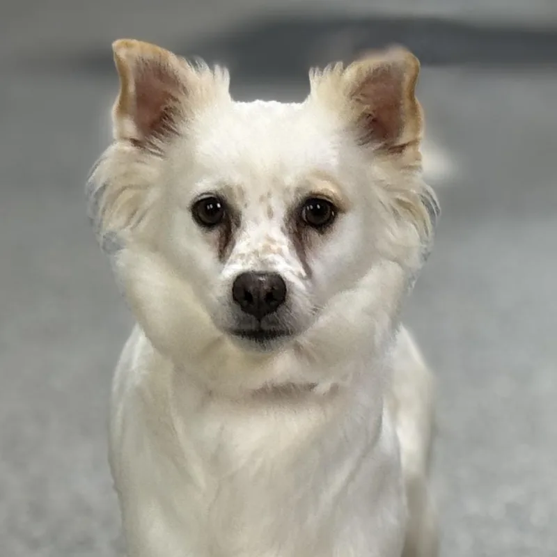 An adult small-sized female White / Cream Chihuahua dog named Molly  A Little for adoption in Hondo, TX