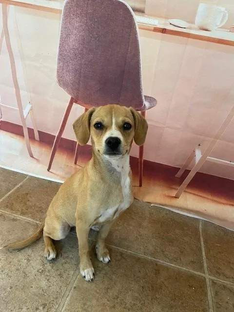 A baby small-sized female Rat Terrier dog named Zatanna for adoption in Mountain Home, AR