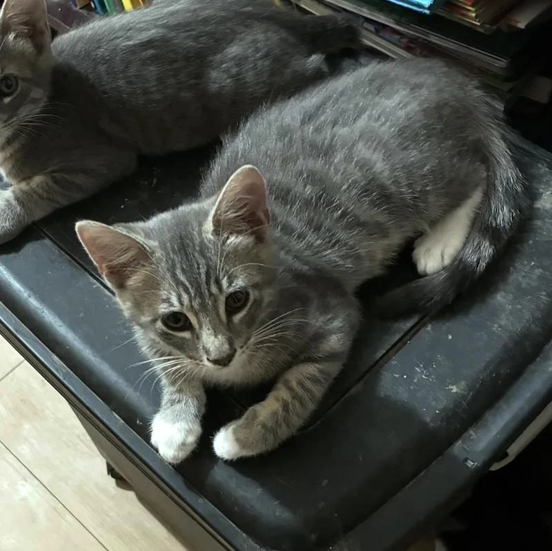 A young small-sized male Domestic Short Hair cat named Albert for adoption in Ripon, CA