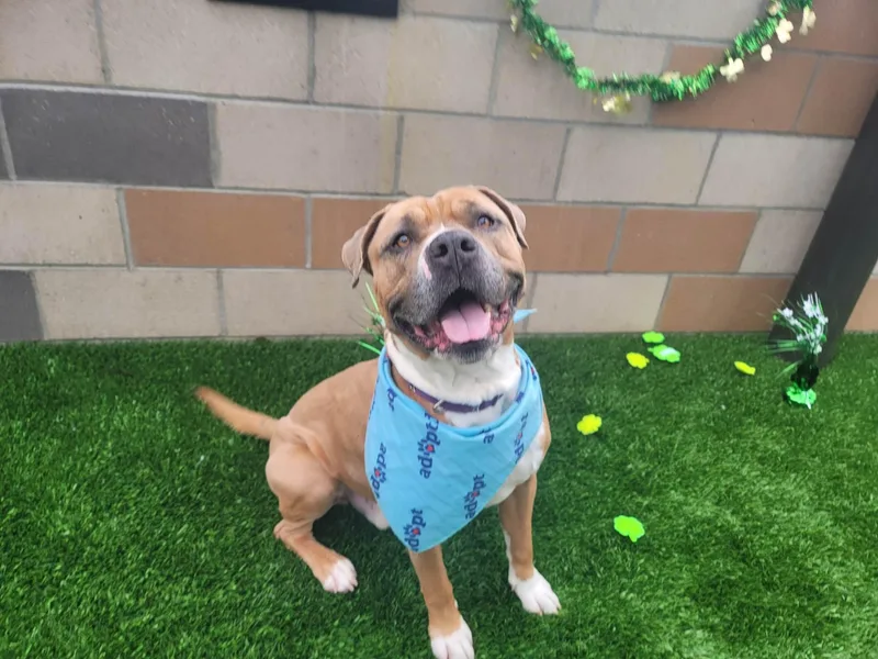 Tyson
