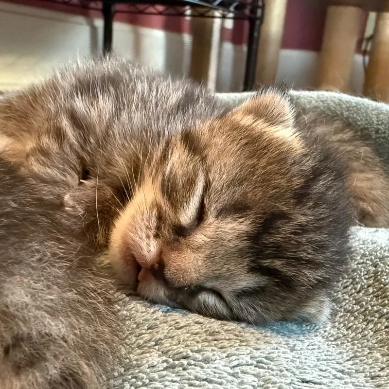 A baby small-sized male Brown / Chocolate Domestic Short Hair cat named Tourmaline for adoption in Granville, OH
