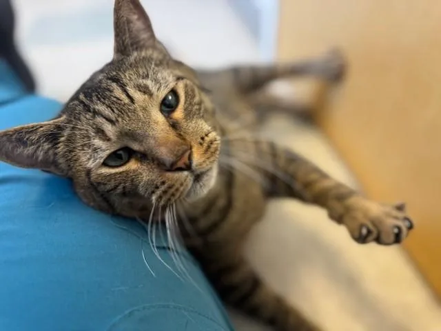 An adult large-sized male Domestic Short Hair cat named Hulkster for adoption in Fairfield, CA