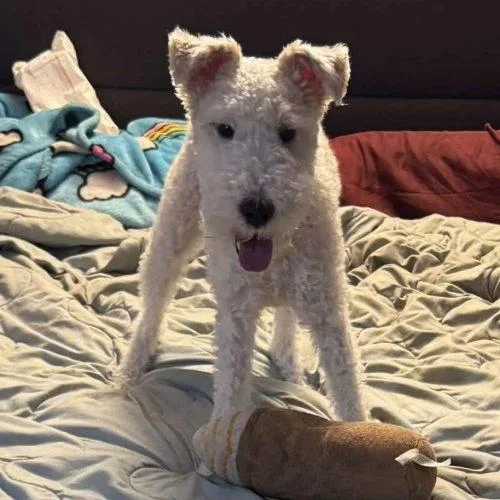 An adult small-sized male Yellow / Tan / Blond / Fawn Wire Fox Terrier dog named Max for adoption in Verona, NJ