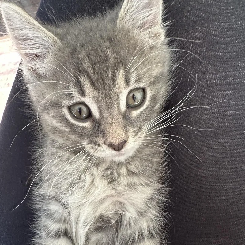 A baby small-sized male Gray / Blue / Silver Domestic Short Hair cat named Hal for adoption in Normal, IL