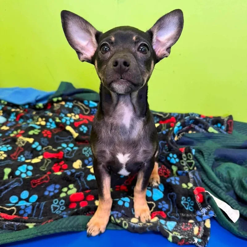 A baby small-sized male Black Chihuahua dog named Gummy for adoption in Jackson, MO