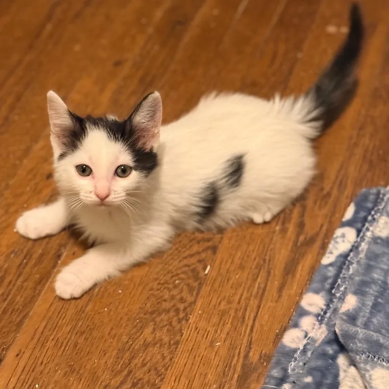 Penny