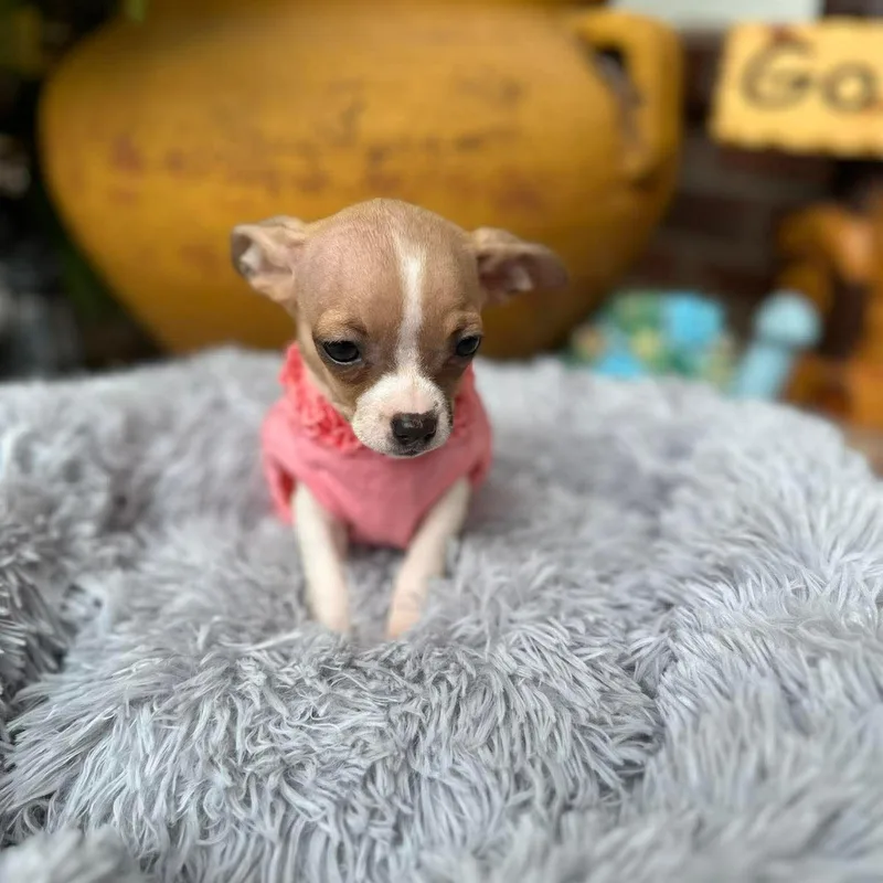 A baby small-sized female Yellow / Tan / Blond / Fawn Chihuahua dog named Ginger for adoption in Justin, TX