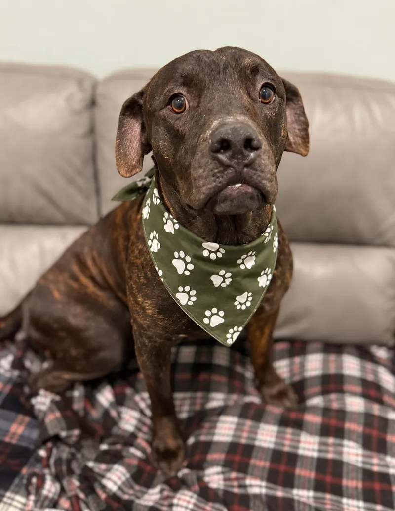 An adult medium-sized male Pit Bull Terrier dog named Blaze for adoption in Sault Sainte Marie, MI