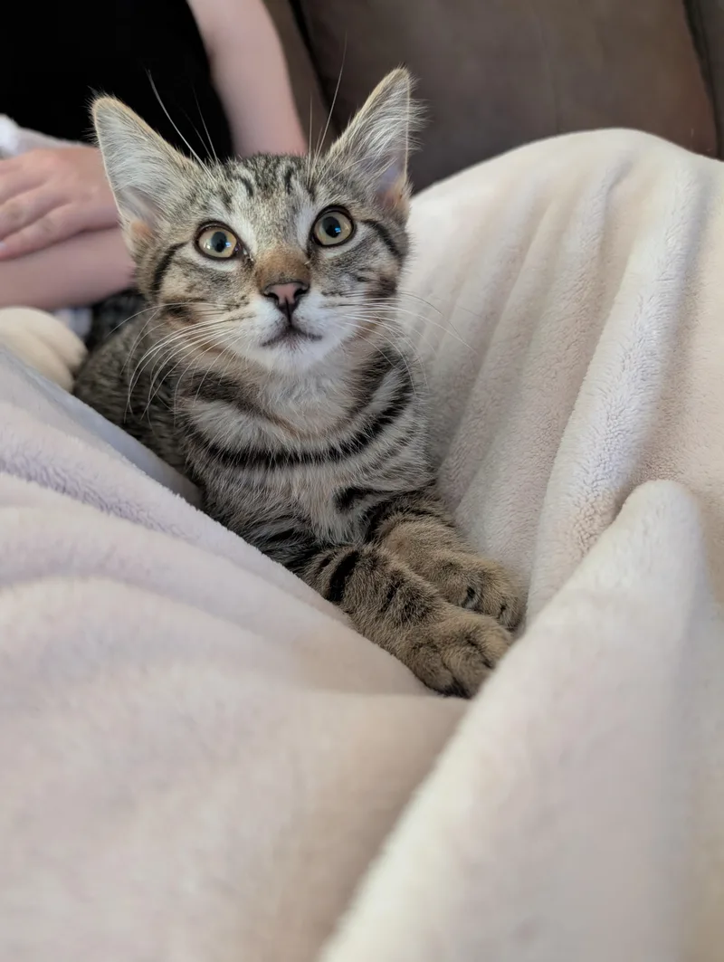 Finn