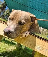 A senior large-sized female Pit Bull Terrier dog named Matilda for adoption in Tavares, FL