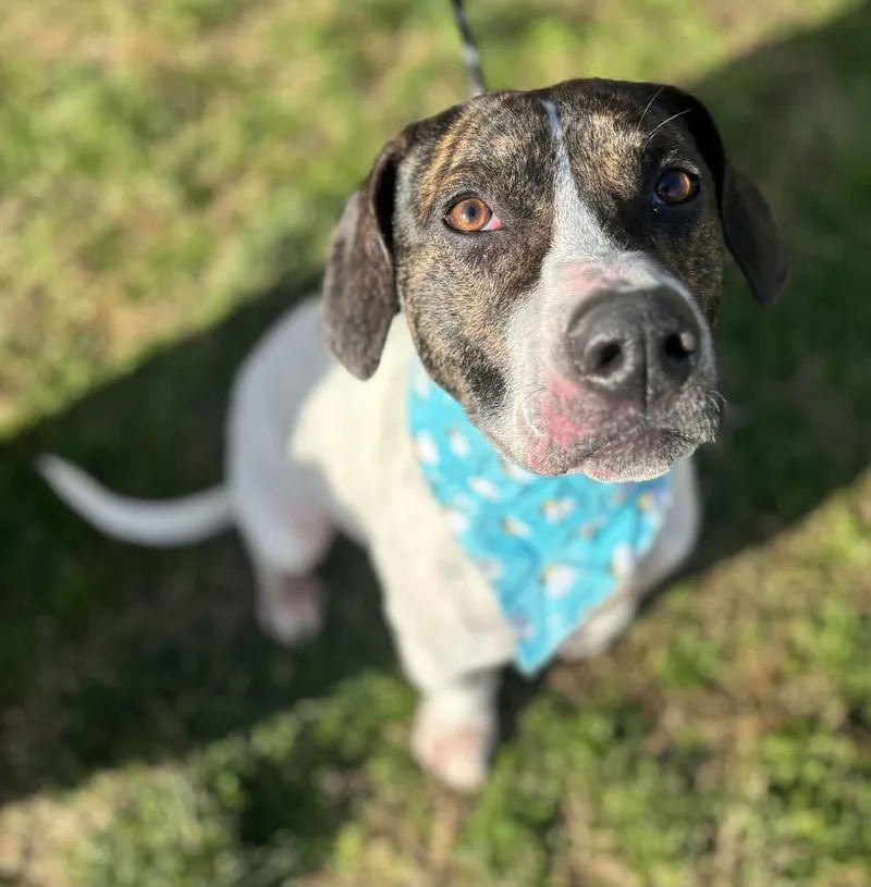 A young medium-sized female Basset Hound dog named Frida  Dolly for adoption in Dickson, TN