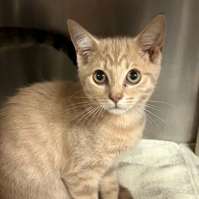 A baby small-sized female Buff / Tan / Fawn Domestic Short Hair cat named Cotton Candy for adoption in Concord, NC