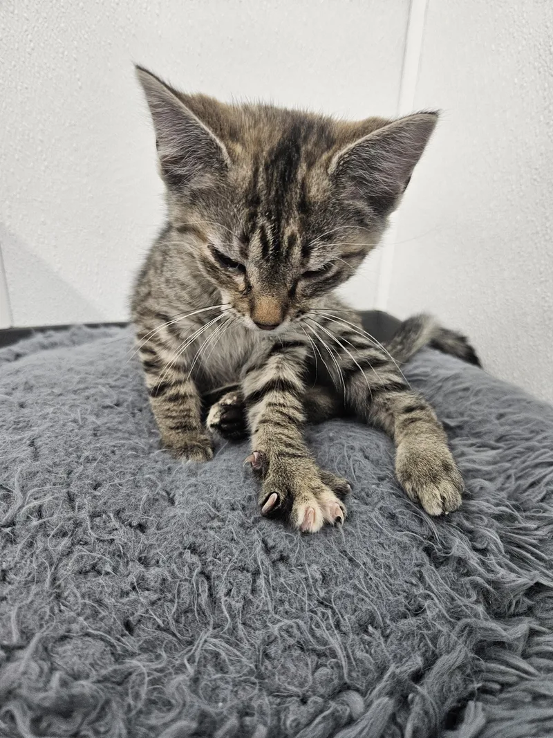 A baby small-sized female Tabby (Brown / Chocolate) Domestic Short Hair cat named Millie for adoption in Kalamazoo, MI