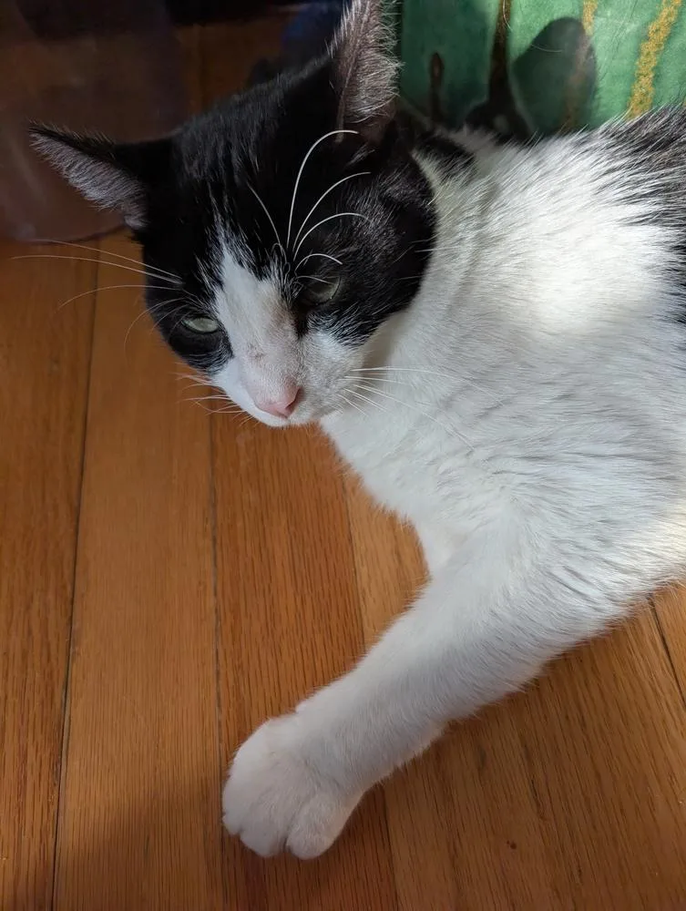 Maximillion thumbnail 2