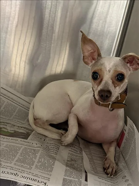 A young small-sized female Chihuahua dog named Baby Girl for adoption in Van Nuys, CA