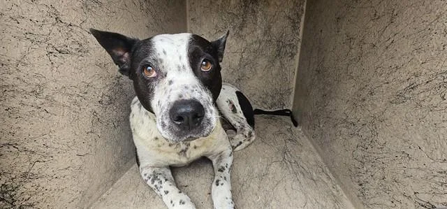An adult large-sized male Australian Cattle Dog / Blue Heeler dog named Gorlog for adoption in Garland, TX