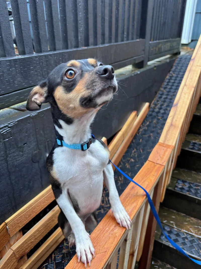 An adult small-sized male Rat Terrier dog named Hugo for adoption in Bothell, WA