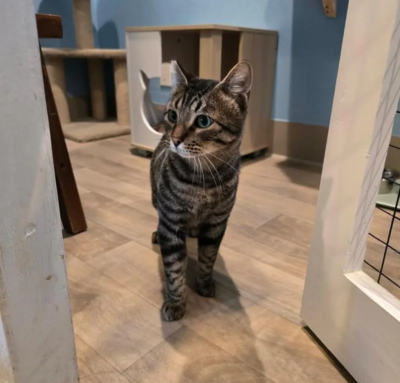 An adult medium-sized male Brown / Chocolate Domestic Short Hair cat named Ronnie for adoption in Vancouver, WA