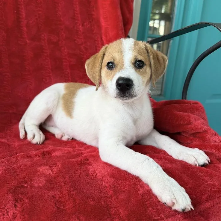 A baby small-sized female White / Cream Beagle dog named Missy Prissy for adoption in Carencro, LA