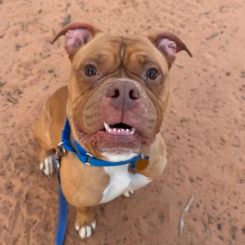 An adult medium-sized female Yellow / Tan / Blond / Fawn Boxer dog named Mysaria for adoption in Branford, CT