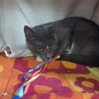 An adult small-sized female Domestic Short Hair cat named Gwen for adoption in Westland, MI