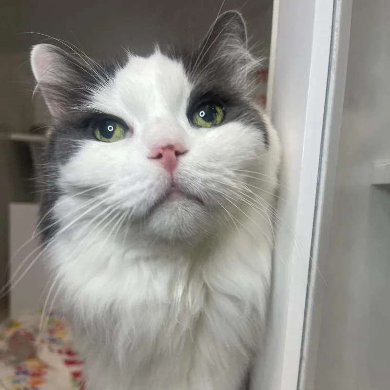 A senior large-sized male Domestic Long Hair cat named Peeves for adoption in Los Angeles, CA