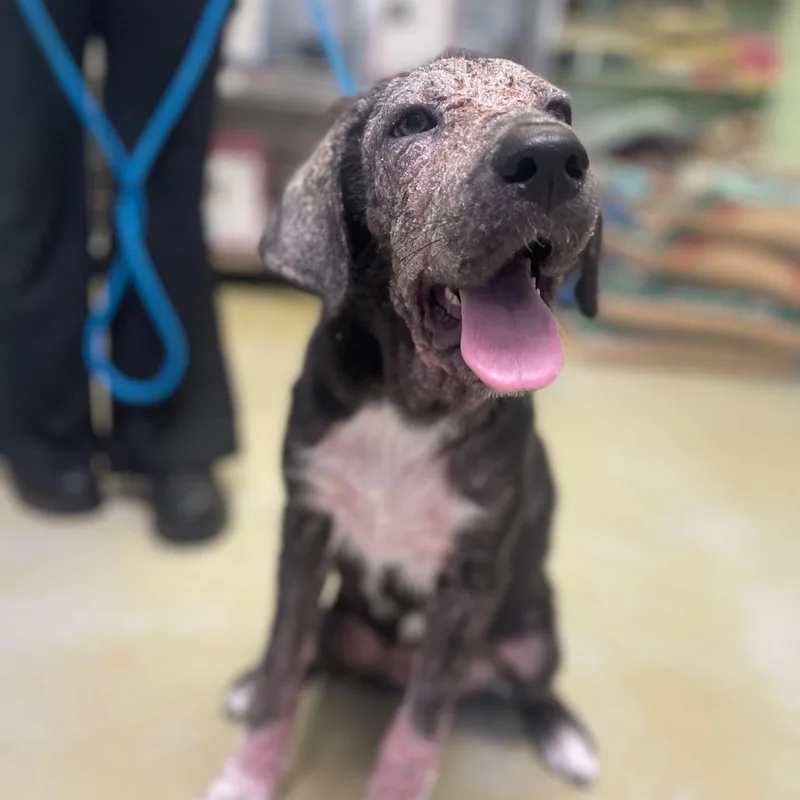 A baby medium-sized female Gray / Blue / Silver Great Pyrenees dog named Margo for adoption in Valley, AL